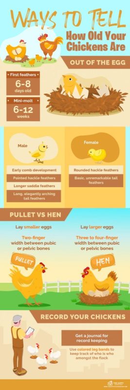 How to determine the age of hens and layers, what methods of determination exist