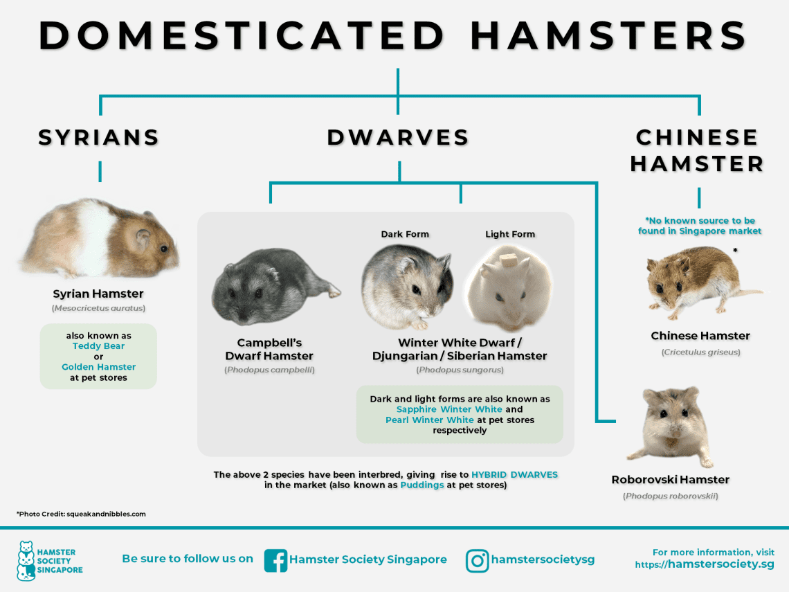 How to determine the age of the Djungarian and Syrian hamsters