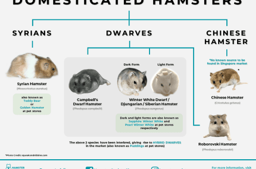 How to determine the age of the Djungarian and Syrian hamsters