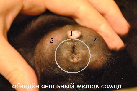 How to determine the gender of a guinea pig at home (photo) - learning to distinguish girls from boys