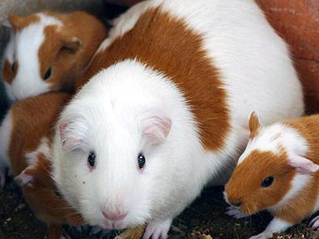 How to determine the gender of a guinea pig at home (photo) - learning to distinguish girls from boys