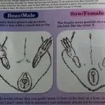 How to determine the gender of a guinea pig: focus on features