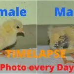 How to determine the sex of a chicken: cockerel chick or hen chick