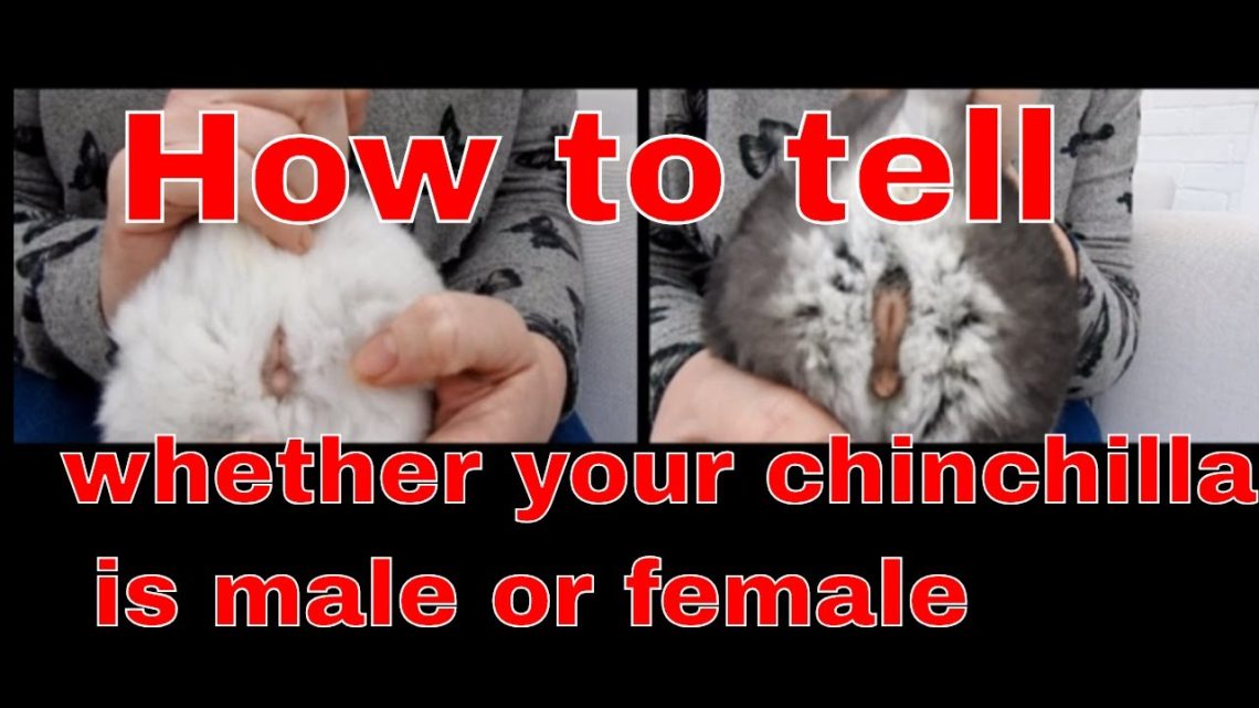 How to determine the sex of a chinchilla (photo): we distinguish boys from girls