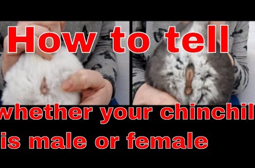How to determine the sex of a chinchilla (photo): we distinguish boys from girls