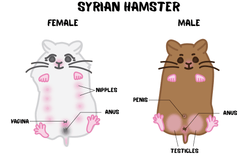 How to determine the sex of a hamster and distinguish a boy from a girl, males and females of the Dzungarian and Syrian breeds