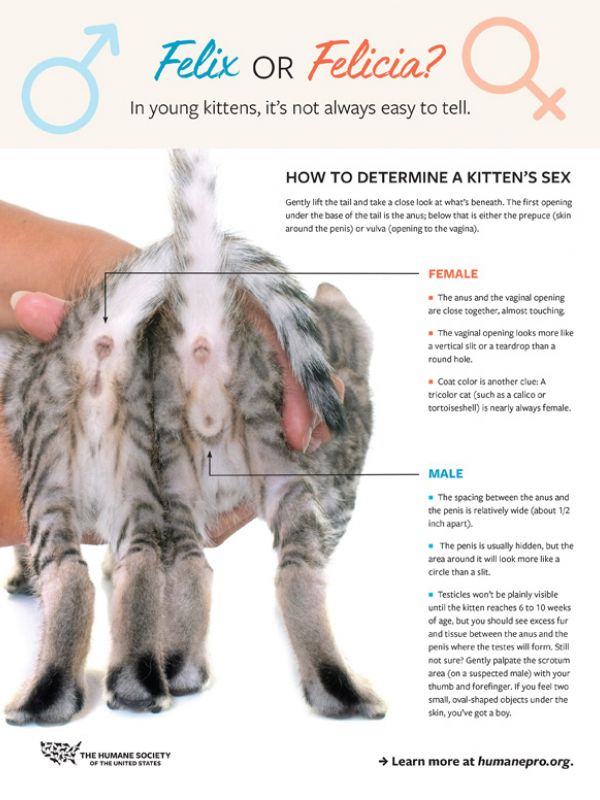 How to determine the sex of a kitten &#8211; the nuances and rules for determining the sex