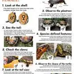 How to determine the sex of a land turtle (Central Asian): learning to distinguish between males and females