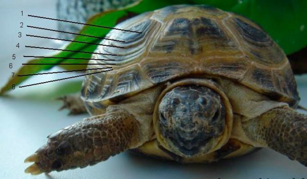 How to determine the sex of a land turtle (Central Asian): learning to distinguish between males and females