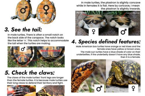 How to determine the sex of a land turtle (Central Asian): learning to distinguish between males and females