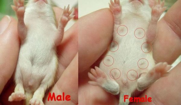 How to determine the sex of a rat: we distinguish a boy from a girl (photo)