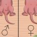 How long does pregnancy last in rats, how to understand that a rodent bears offspring