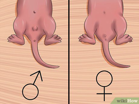 How to determine the sex of a rat: we distinguish a boy from a girl (photo)