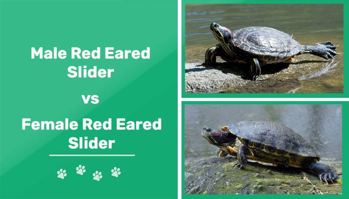 How to determine the sex of a red-eared turtle?