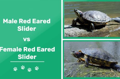 How to determine the sex of a red-eared turtle?