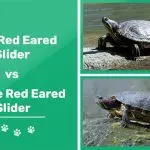 How to determine the sex of a red-eared turtle: we distinguish boys from girls