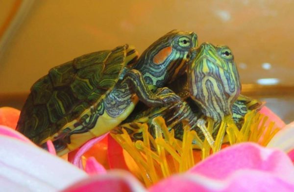 How to determine the sex of a red-eared turtle: we distinguish boys from girls