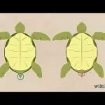 How to determine the sex of a turtle: a boy or a girl?