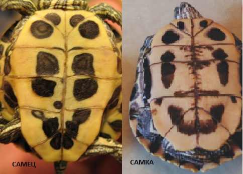 How to determine the sex of a turtle: a boy or a girl?