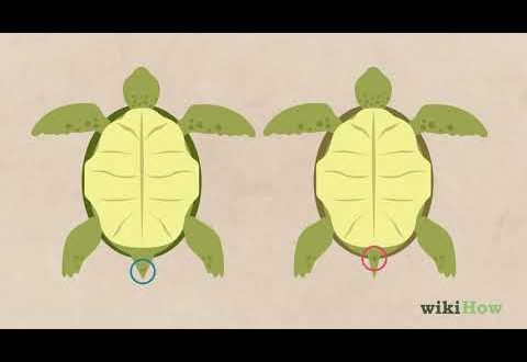How to determine the sex of a turtle: a boy or a girl?