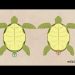 Turtle shell: what is it and why is it needed?