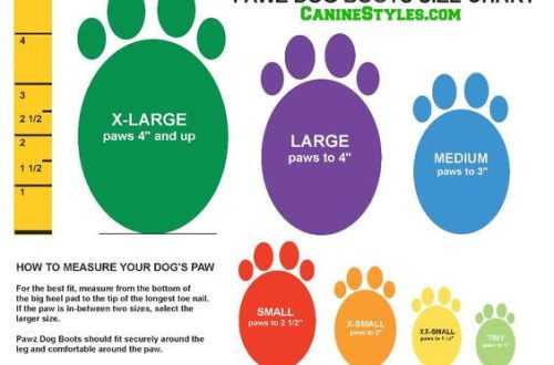 How to determine the size of clothes and shoes for dogs