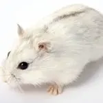 How to distinguish a Djungarian hamster: useful tips