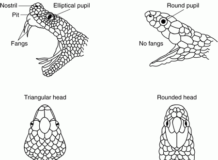 Kuidas eristada rästikut maost: peamised eristavad tunnused