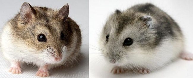 How to distinguish Campbells hamster from jungarik by external signs