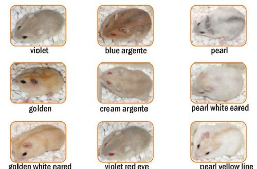 Cumu distingue u hamster di Campbell da jungarik da i segni esterni