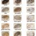 Interesting facts about hamsters for children and adults