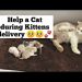 What to do if a child asks for a kitten