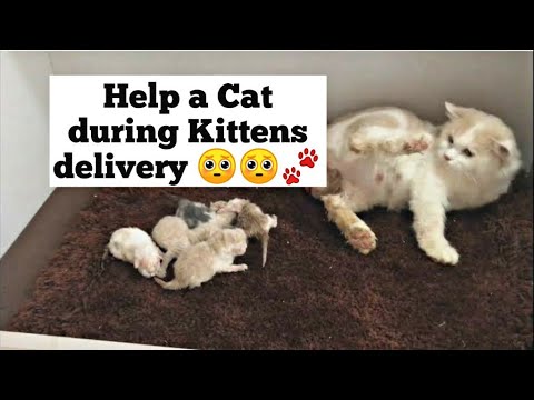 How to distribute kittens