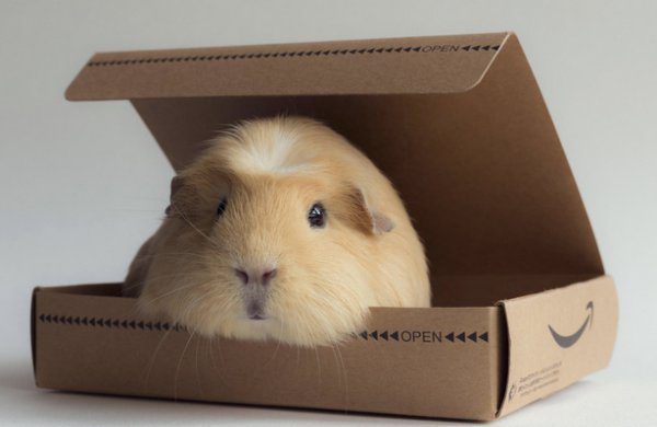 How to equip a cage for a guinea pig - what should a house be equipped with