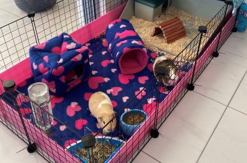 How to equip a cage for a guinea pig &#8211; what should a house be equipped with