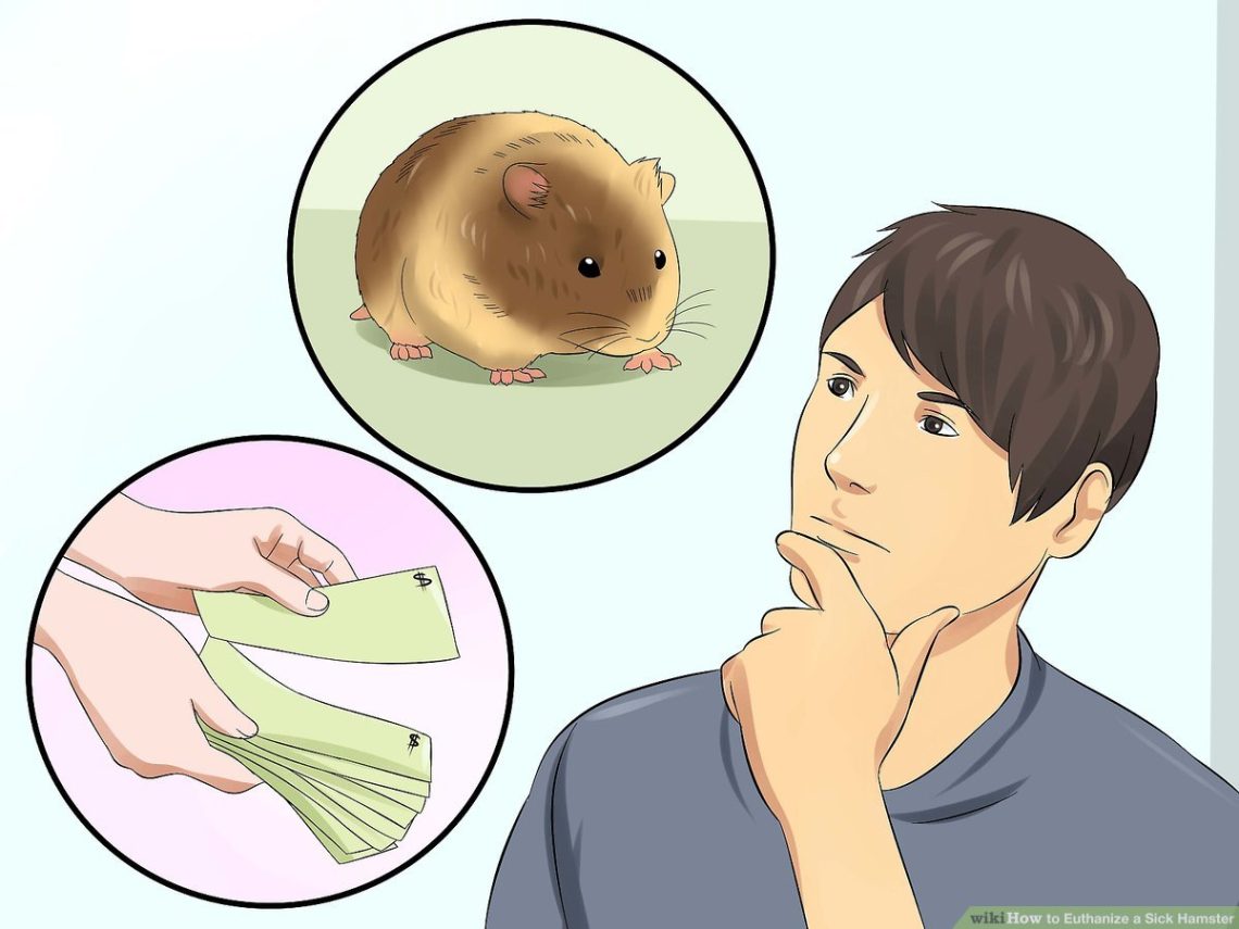 How to euthanize a hamster at home, euthanasia under anesthesia