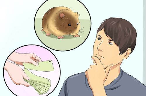 How to euthanize a hamster at home, euthanasia under anesthesia