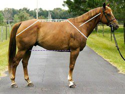 How to evaluate a horse&#8217;s conformation