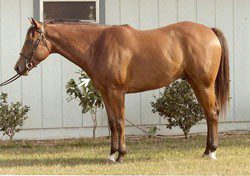 How to evaluate a horse&#8217;s conformation