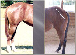 How to evaluate a horse&#8217;s conformation