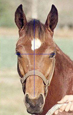 How to evaluate a horse&#8217;s conformation