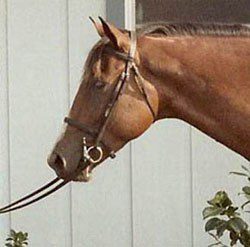 How to evaluate a horse&#8217;s conformation