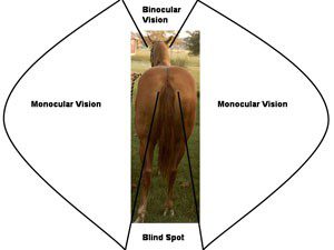 How to evaluate a horse&#8217;s conformation