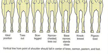 How to evaluate a horse&#8217;s conformation