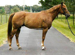 How to evaluate a horse&#8217;s conformation