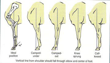 How to evaluate a horse&#8217;s conformation