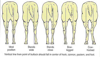 How to evaluate a horse&#8217;s conformation