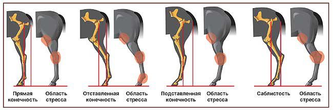 How to evaluate a horse&#8217;s conformation