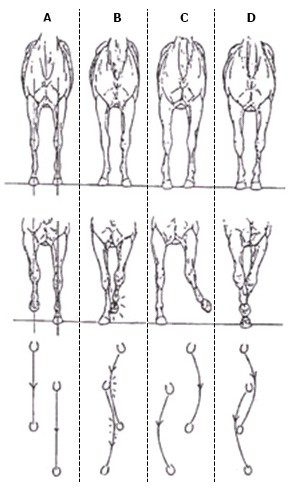 How to evaluate a horse&#8217;s conformation