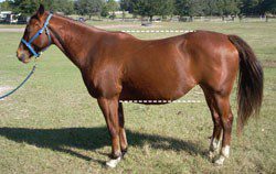 How to evaluate a horse&#8217;s conformation